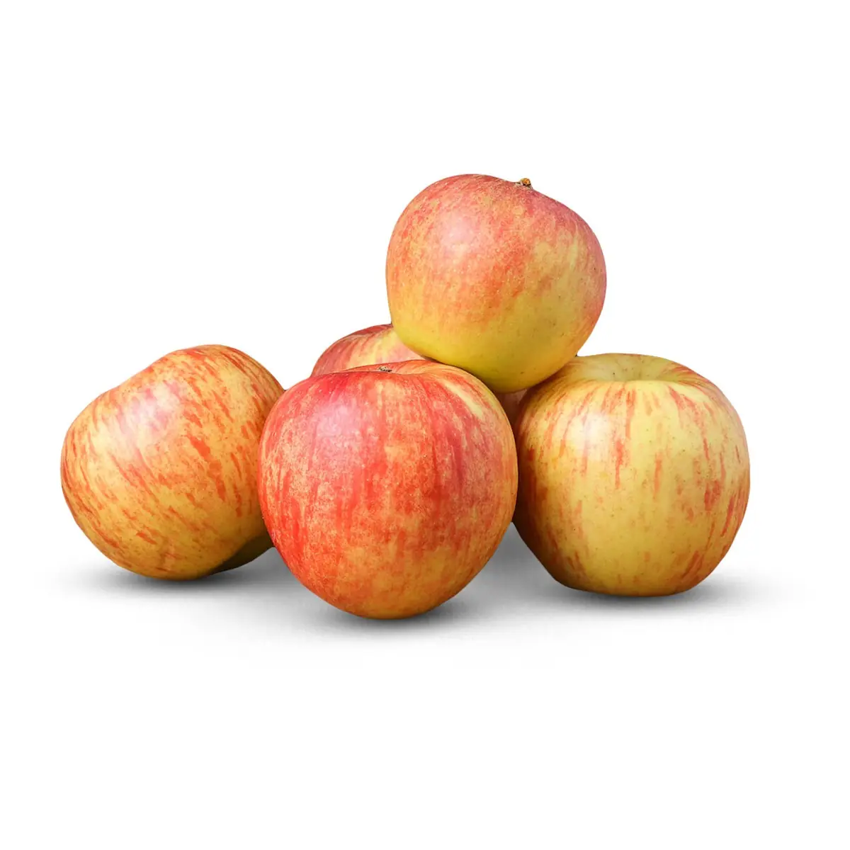 Mollë Janagold kl I kg 503