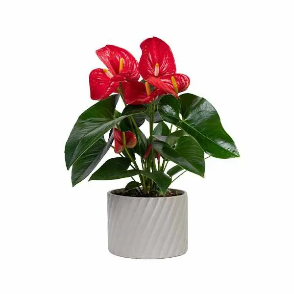 Anthurium An S.