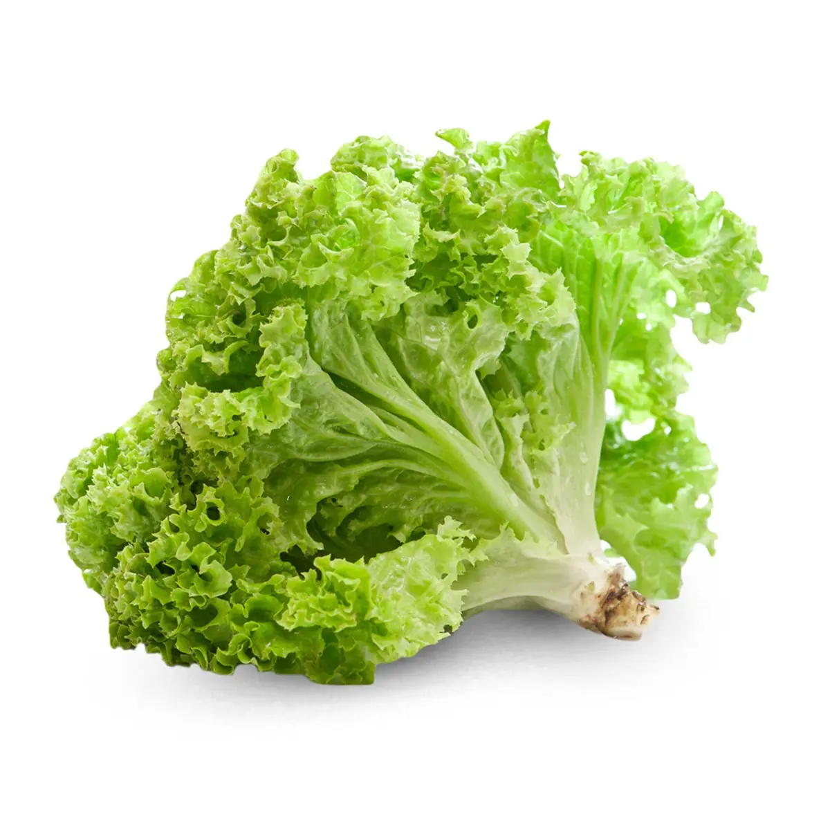 Sallatë e gjelbërt Copë