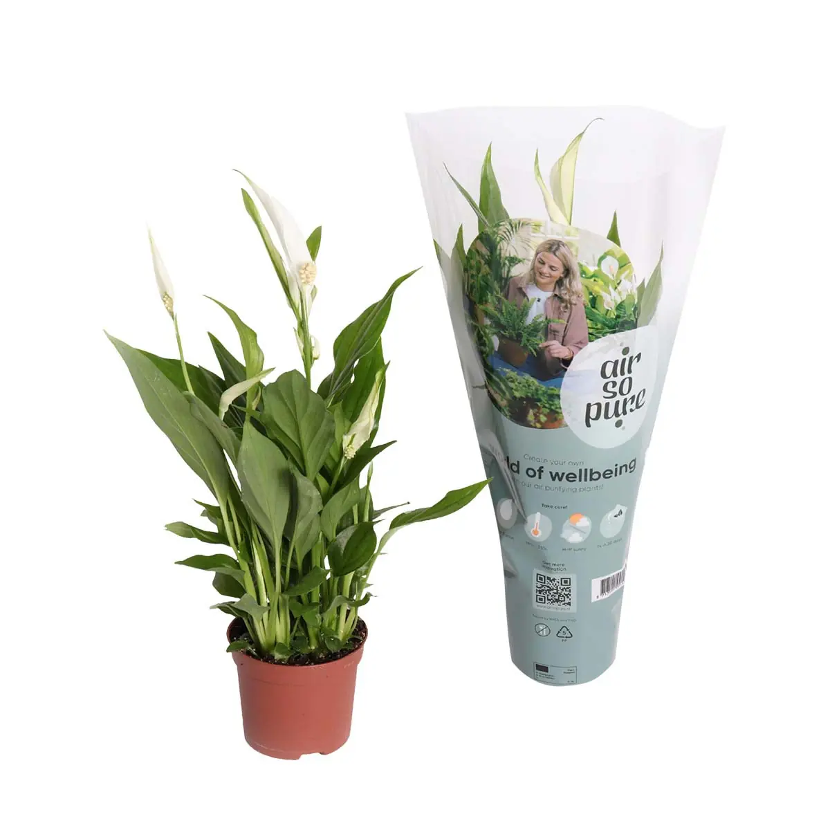 Lule Spatifilium pot 9