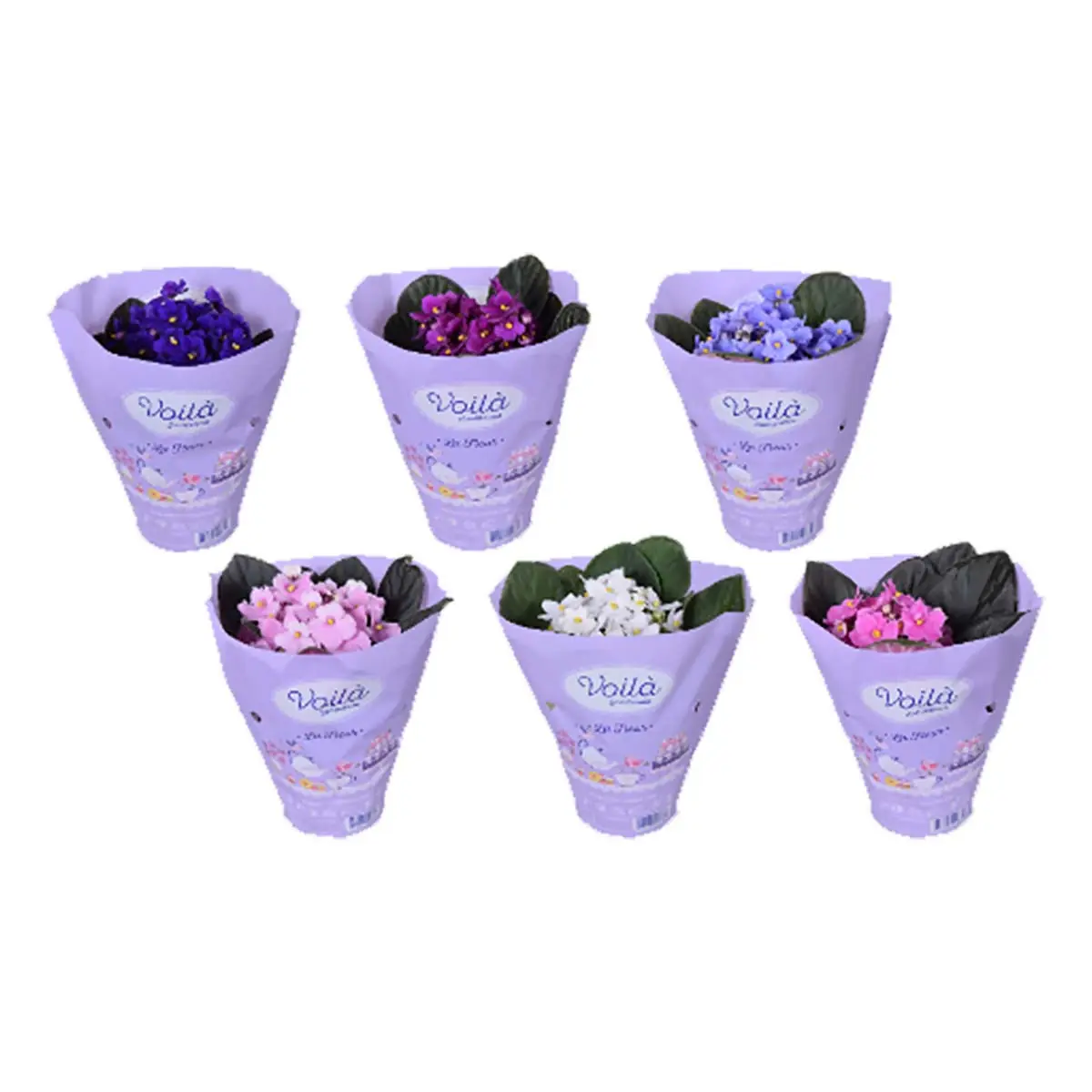 Lule Saintpaulia pot 12