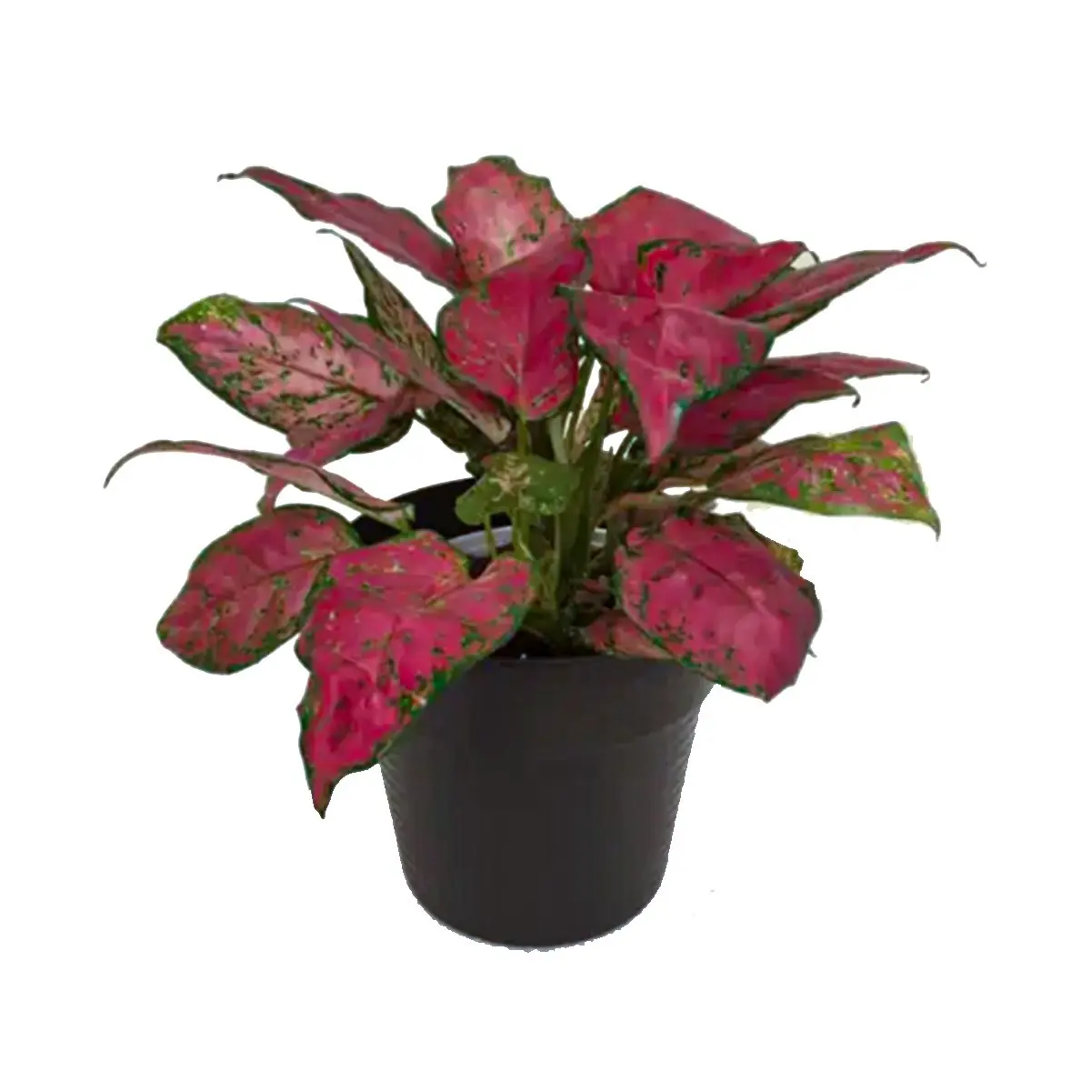 Lule dekoruese K.H78-1